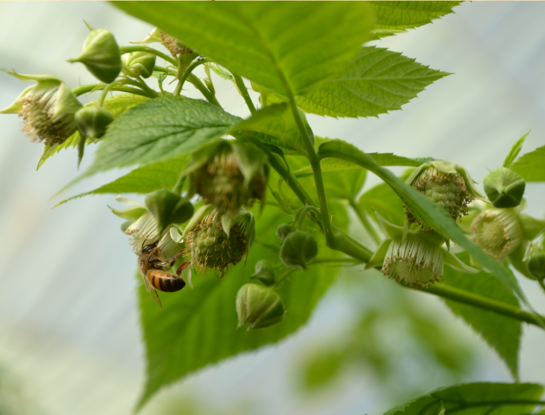 A bee extracting nectar and pollinating raspberry A bee extracting nectar and pollinating raspberry