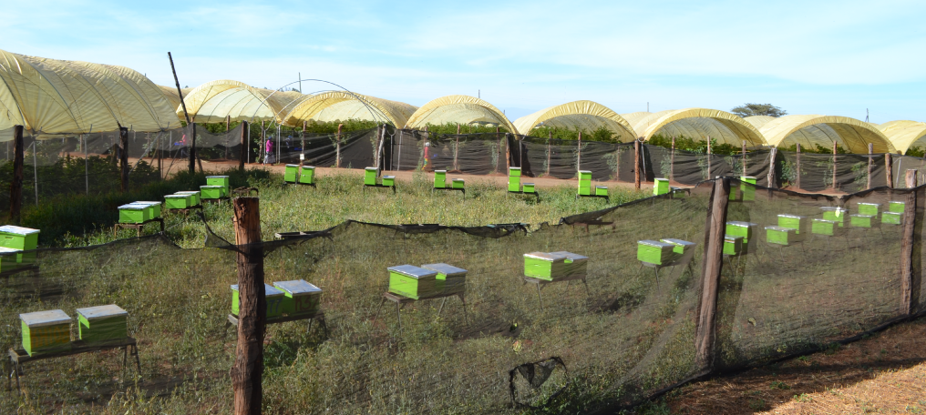 Apiary setup in a raspberry plantation in Naivasha. Apiary setup in a raspberry plantation in Naivasha.